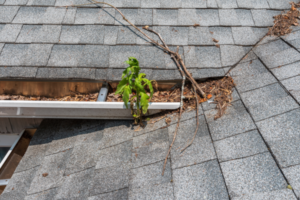 Close up of gutters full of leaves and branches.